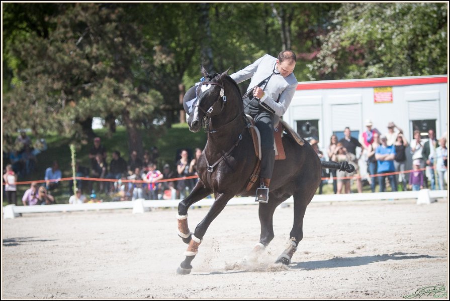 Pferd International 203